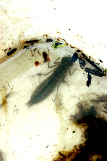 REALLY BIG Dragonfly larvae!